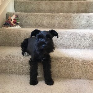 Meet your Posher, Rick